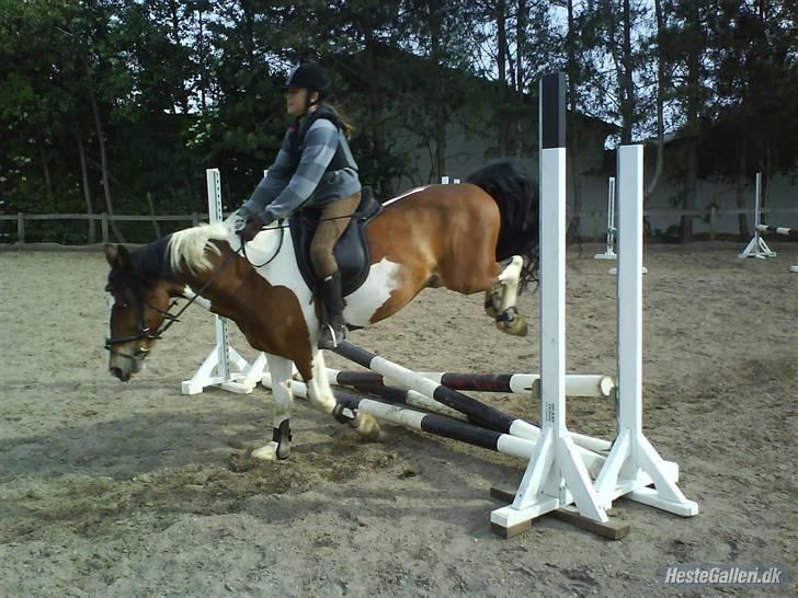 Pinto Shadow billede 6