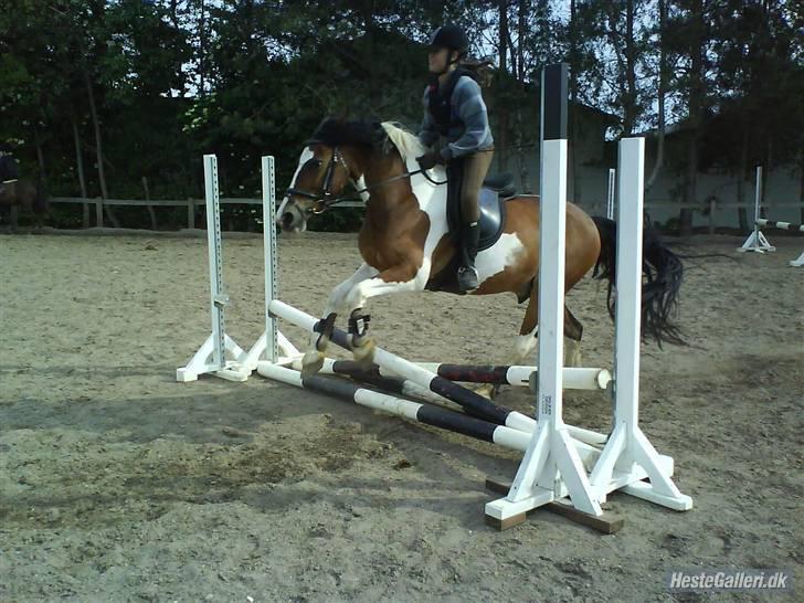 Pinto Shadow billede 7