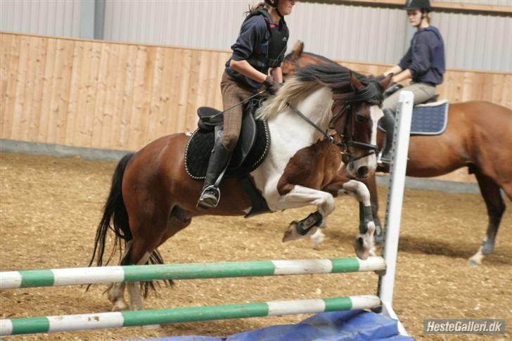 Pinto Shadow billede 8