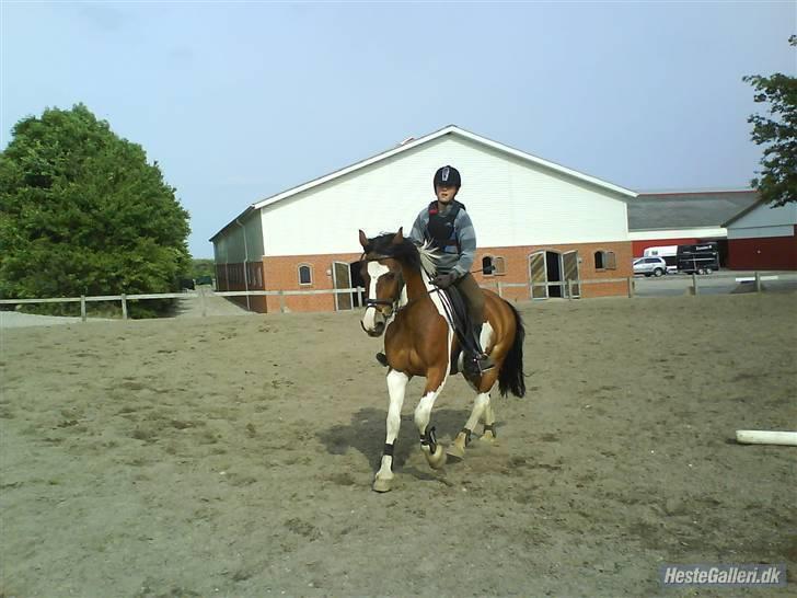 Pinto Shadow billede 10