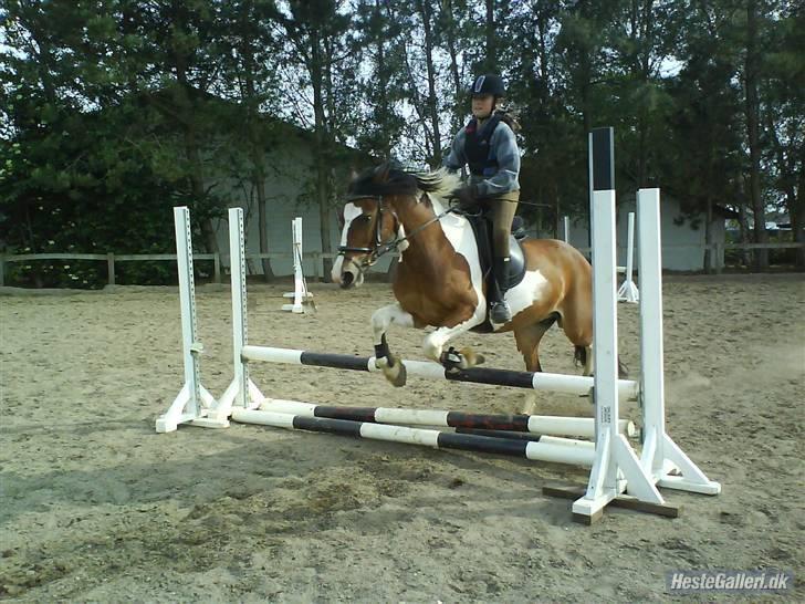 Pinto Shadow billede 11