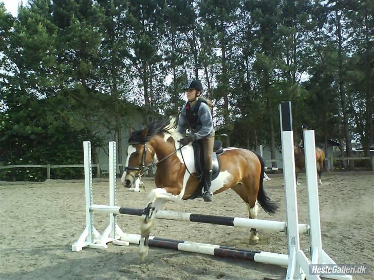 Pinto Shadow billede 12