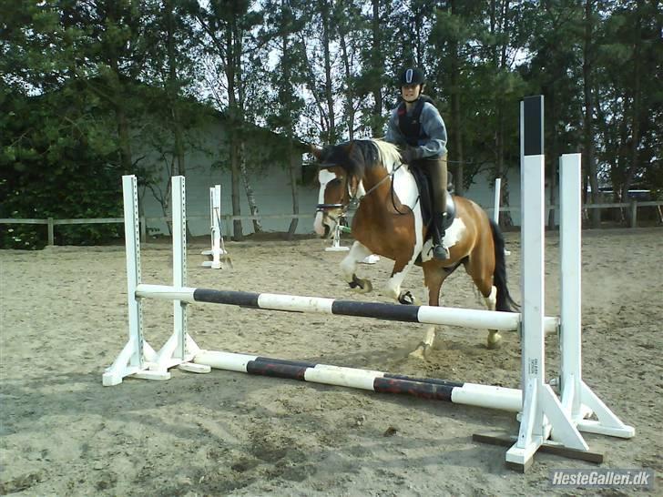 Pinto Shadow billede 13