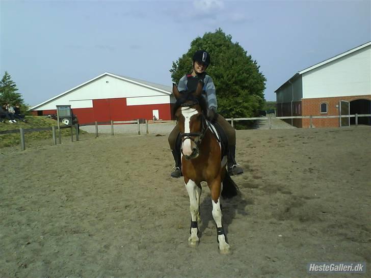 Pinto Shadow billede 14