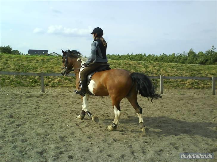 Pinto Shadow billede 15