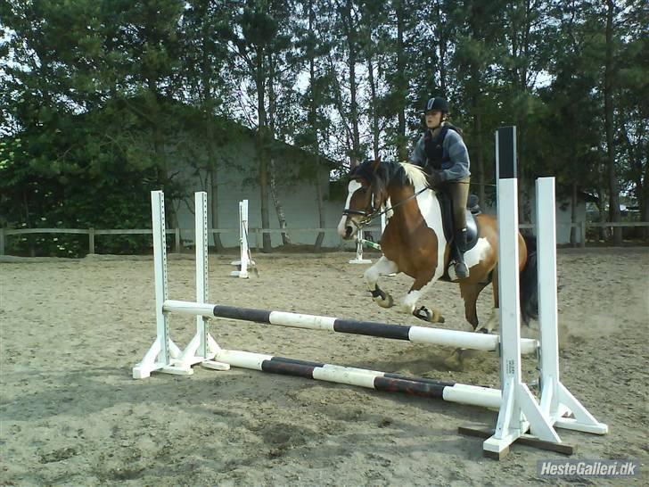 Pinto Shadow billede 16