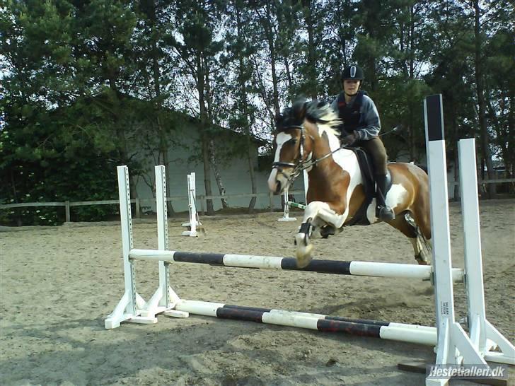 Pinto Shadow billede 17