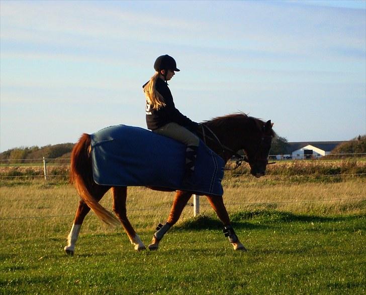 Anden særlig race Sonny  † RIP <3 - 12) Dressur sommeren 08. Jeg elsker dig<3  Foto: Mor billede 12