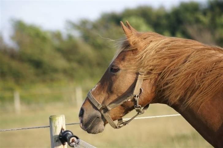 Anden særlig race Sonny  † RIP <3 - 13) Jeg elsker dig. Sommeren 09!  Foto: Mig billede 13