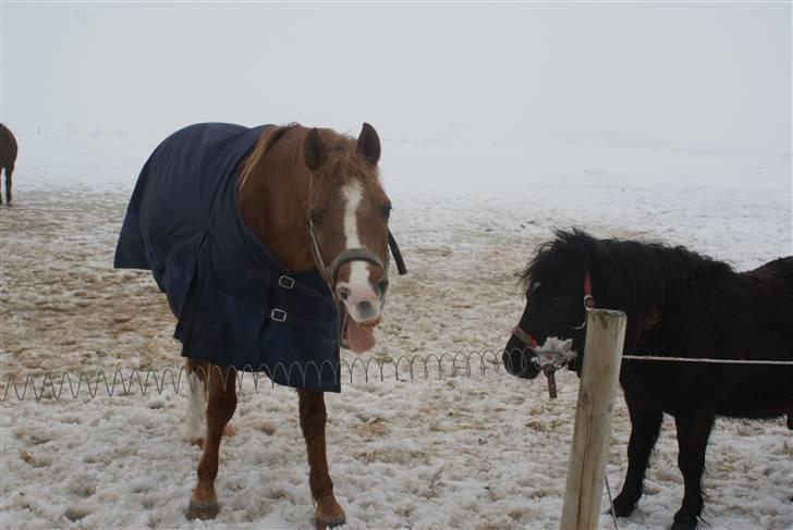 Anden særlig race Sonny  † RIP <3 - 15) På fold februar 2010<3  Foto: Mig billede 15