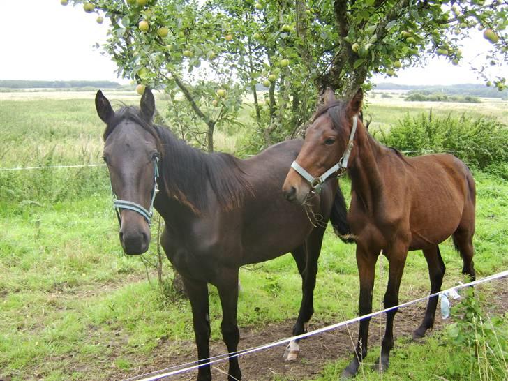 Anden særlig race Frederik *Solgt* billede 11