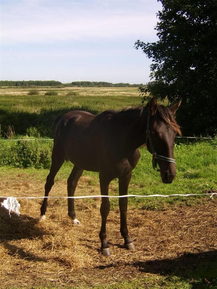 Anden særlig race Frederik *Solgt* billede 12