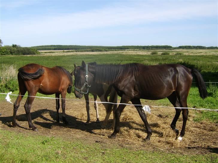 Anden særlig race Frederik *Solgt* billede 13
