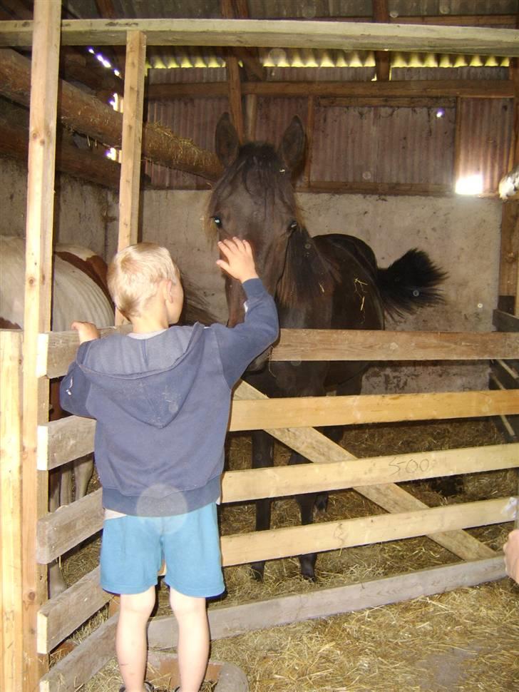 Anden særlig race Frederik *Solgt* billede 14