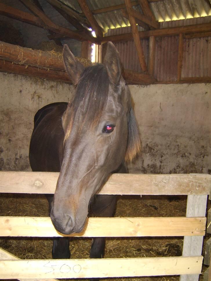 Anden særlig race Frederik *Solgt* billede 16