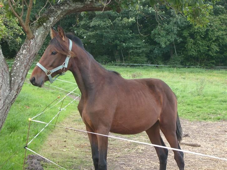 Anden særlig race Viktor  *Solgt* billede 13