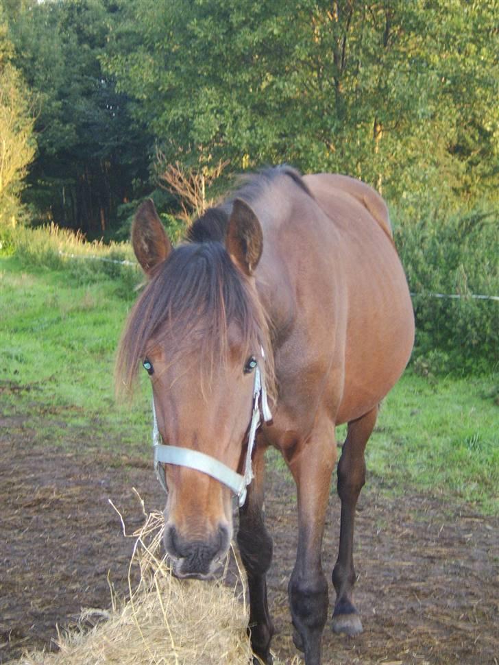 Anden særlig race Viktor  *Solgt* billede 14
