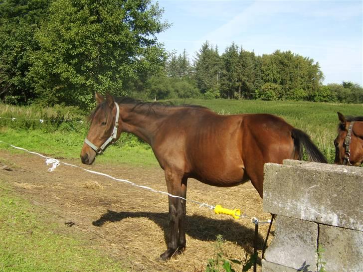 Anden særlig race Viktor  *Solgt* billede 15