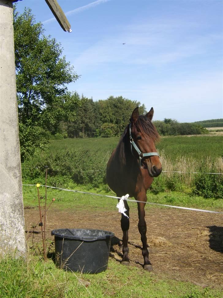 Anden særlig race Viktor  *Solgt* billede 16