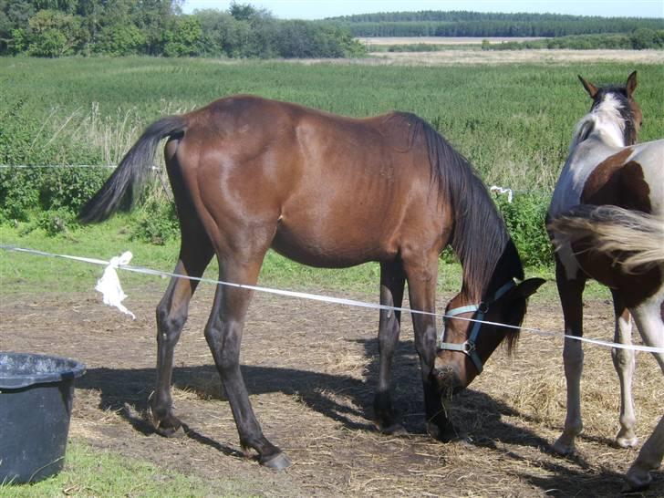 Anden særlig race Viktor  *Solgt* billede 17