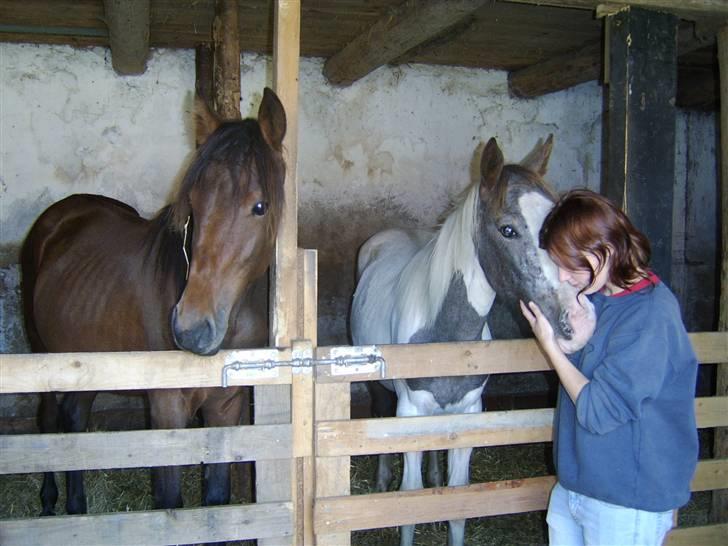 Anden særlig race Viktor  *Solgt* billede 18