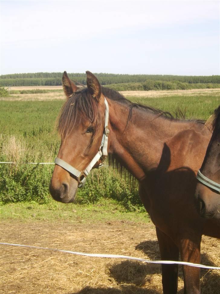 Anden særlig race Viktor  *Solgt* billede 19