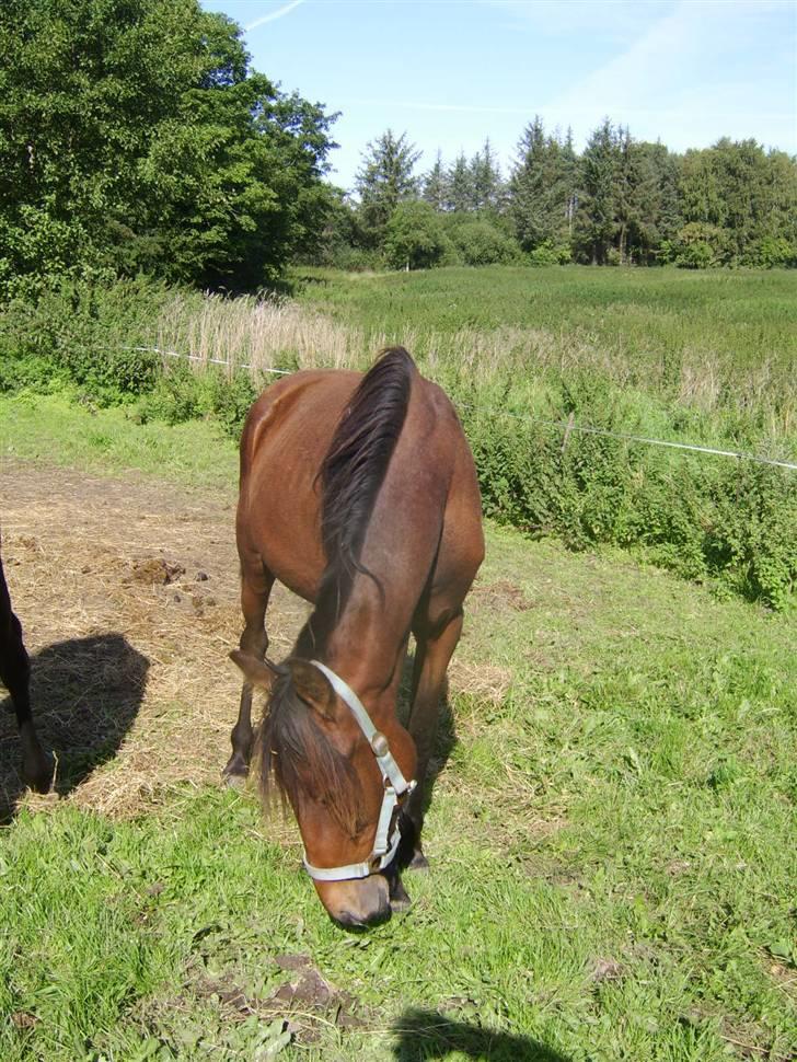 Anden særlig race Viktor  *Solgt* billede 20