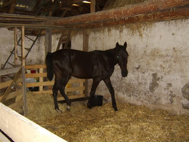 Anden særlig race Frederik *Solgt* billede 17