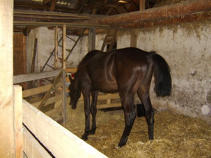 Anden særlig race Frederik *Solgt* billede 18