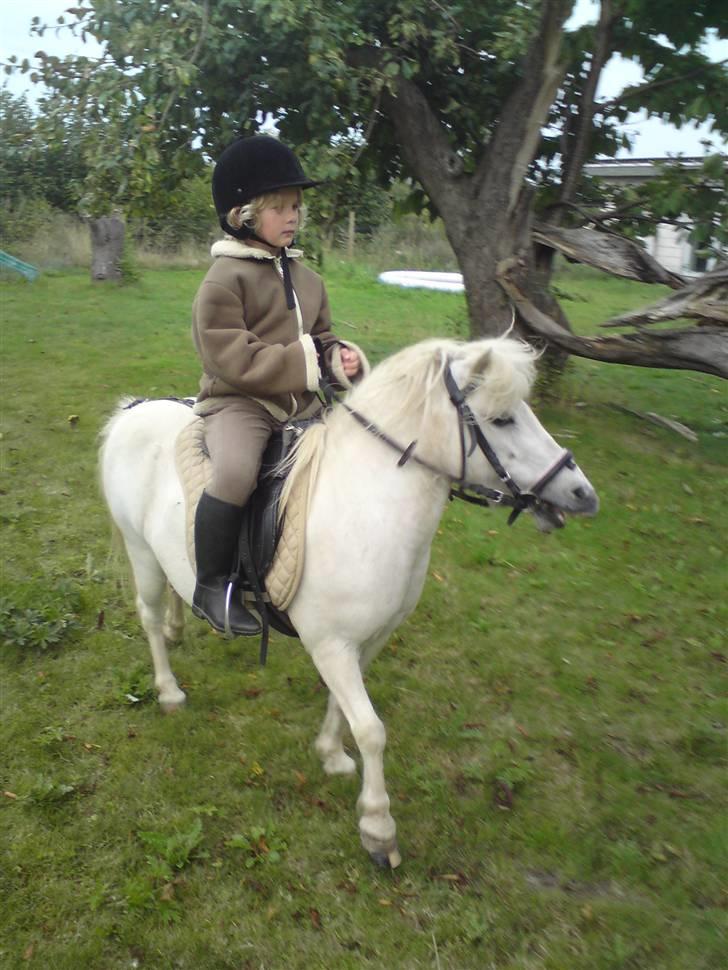 Shetlænder "Freja" <3 billede 19