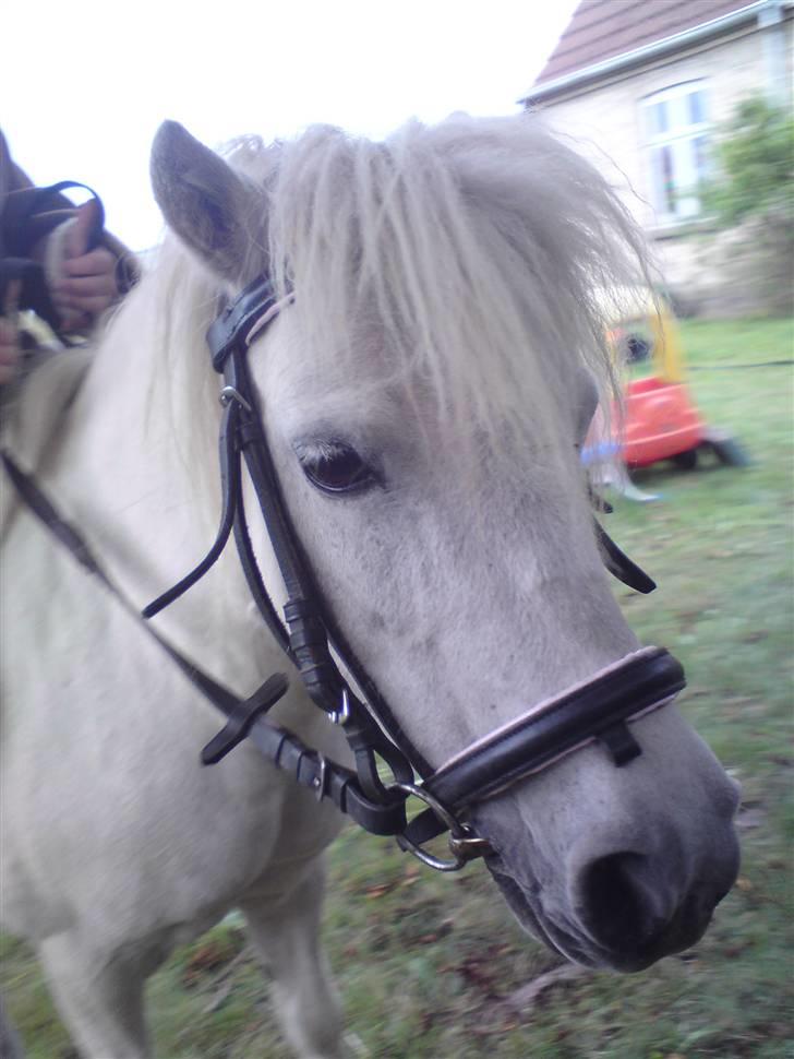 Shetlænder "Freja" <3 billede 20