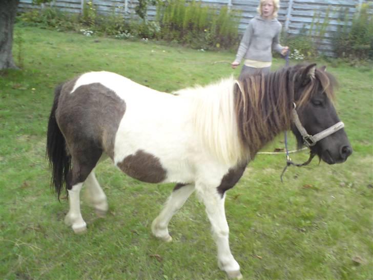 Shetlænder "Fiona" <'3 billede 15