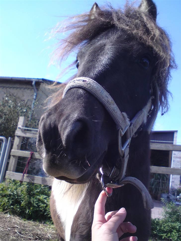 Shetlænder "Fiona" <'3 billede 17