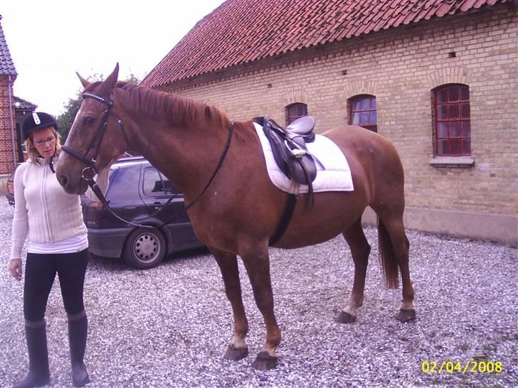 Dansk Varmblod Zenobie<3 - Zenobie inden rideturen billede 1