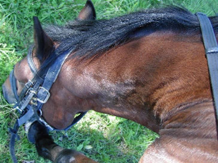 New Forest Don Juan <3 *red engang* - 16# Græs namenam xD <3 billede 16