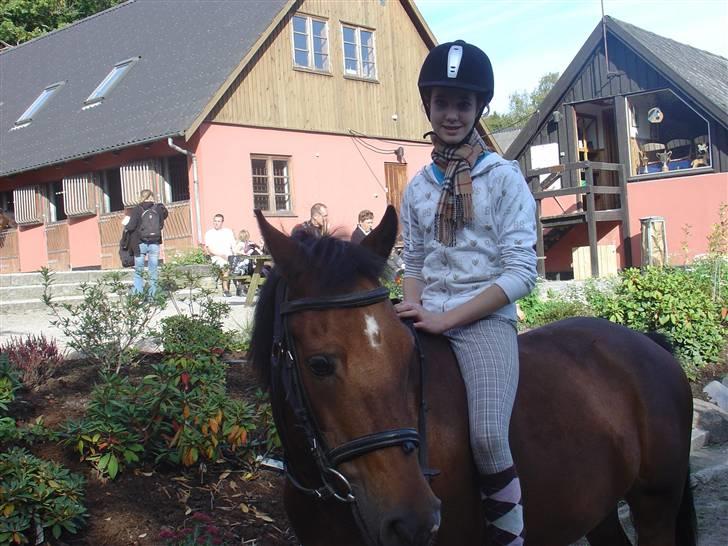 New Forest Don Juan <3 *red engang* - 17# På folden, han er smuk! <3 ilu billede 17