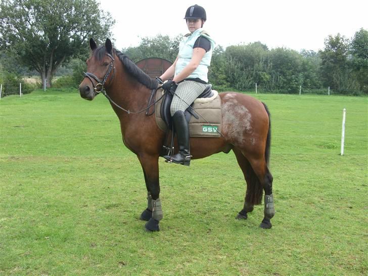 Welsh Cob (sec D) Bjerregårds Casanova  - den smukke har set noget.... træning d 1/9 med mit nye underlag.. super  billede 12