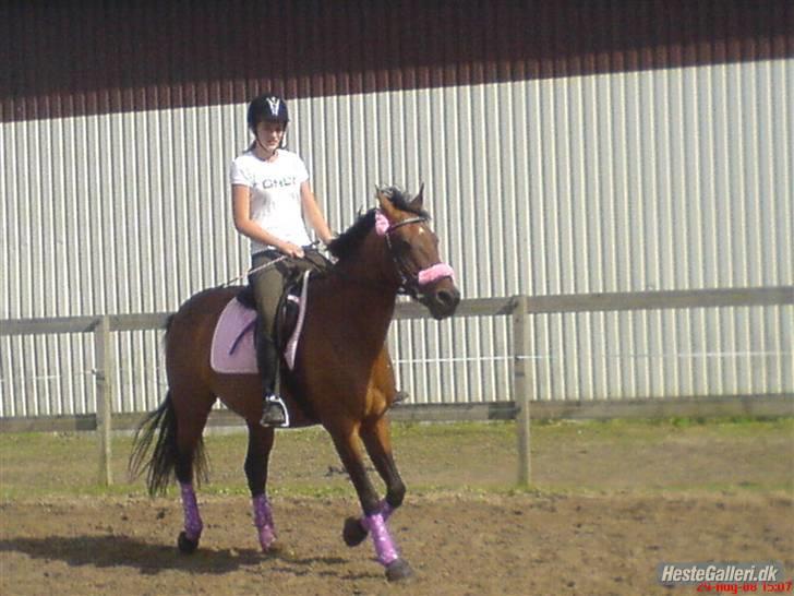 Anden særlig race Diva <3 #solgt#. - Trav på banen:p billede 3
