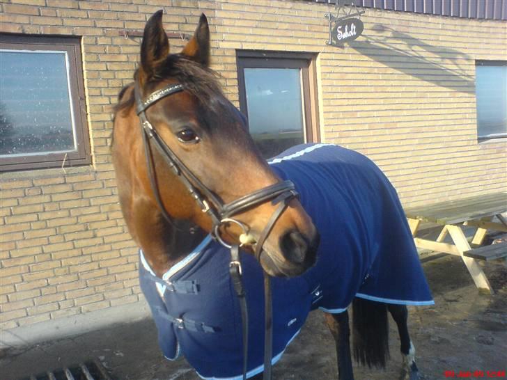 Anden særlig race Diva <3 #solgt#. - Hun er simpelthen bare så smuk :O <3 billede 4