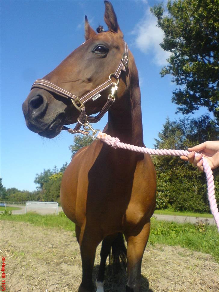 Anden særlig race Diva <3 #solgt#. - jeg elsker dig <3 billede 5