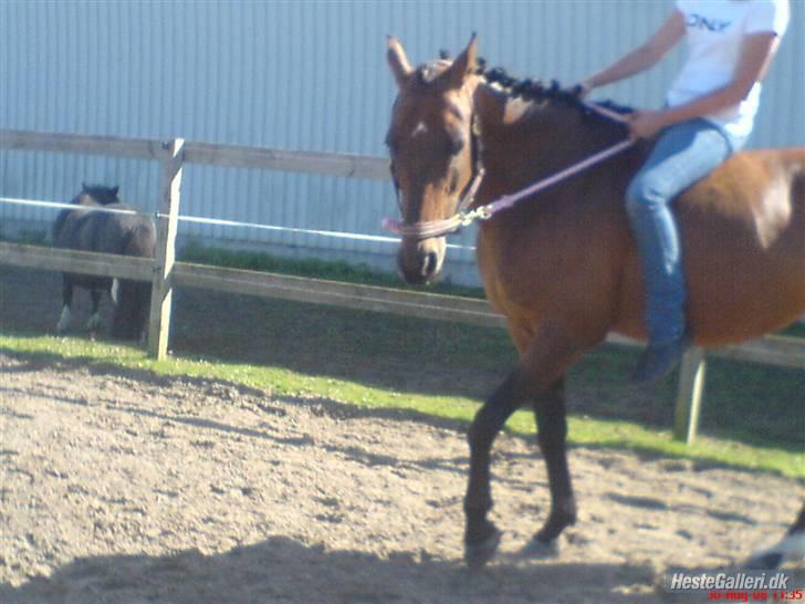 Anden særlig race Diva <3 #solgt#. - Vi red kun med grime...Ret hyggeligt! billede 6