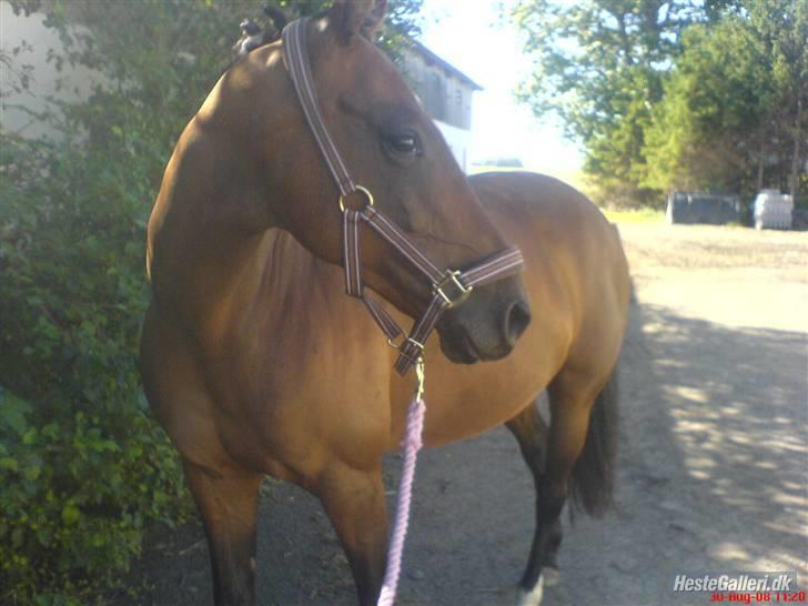 Anden særlig race Diva <3 #solgt#. - Fordiiiii du er så smuk,min tøs! billede 8