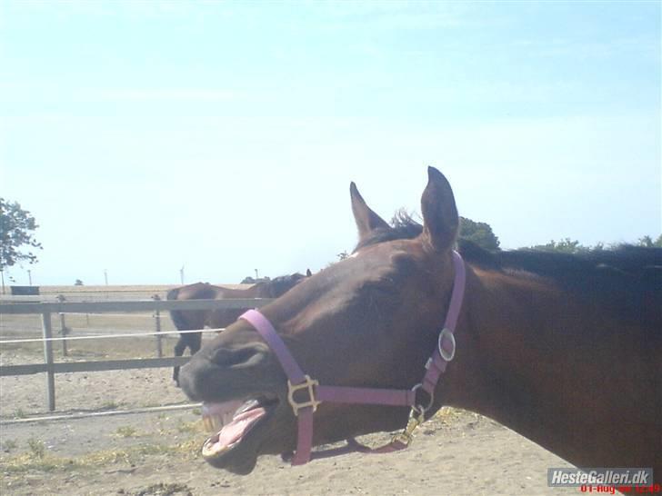 Anden særlig race Diva <3 #solgt#. - Træt bliver jeg også engang imellem.. billede 9