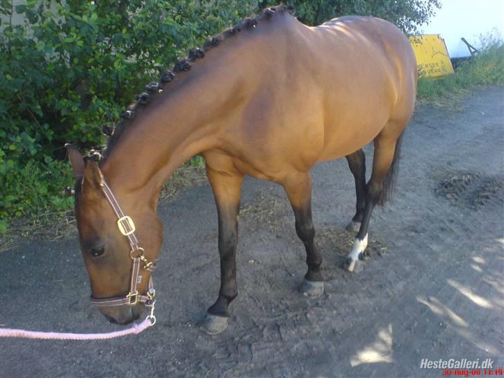 Anden særlig race Diva <3 #solgt#. - Heeh lidt sjov stilling,men smuk alligevel(; billede 11