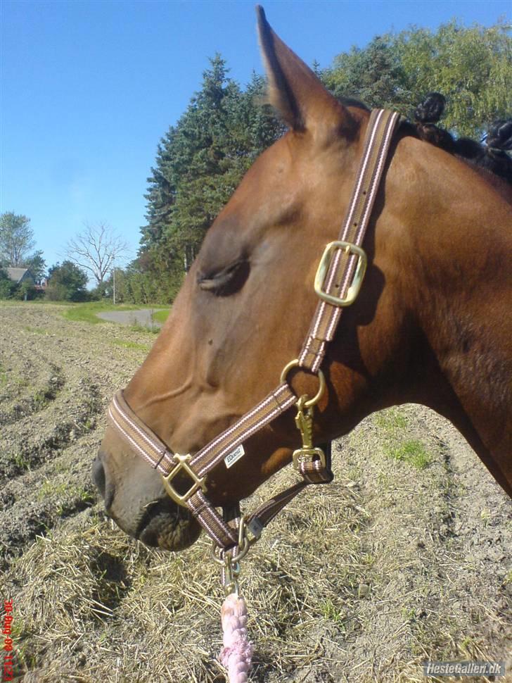 Anden særlig race Diva <3 #solgt#. - Mmm..Nyder den skønne sol. billede 12