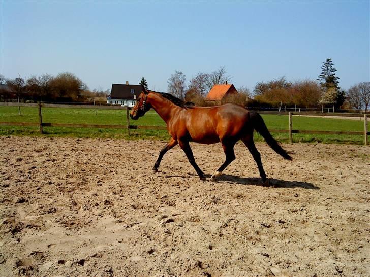 Anden særlig race Diva <3 #solgt#. - Ufh du er smuk! billede 13