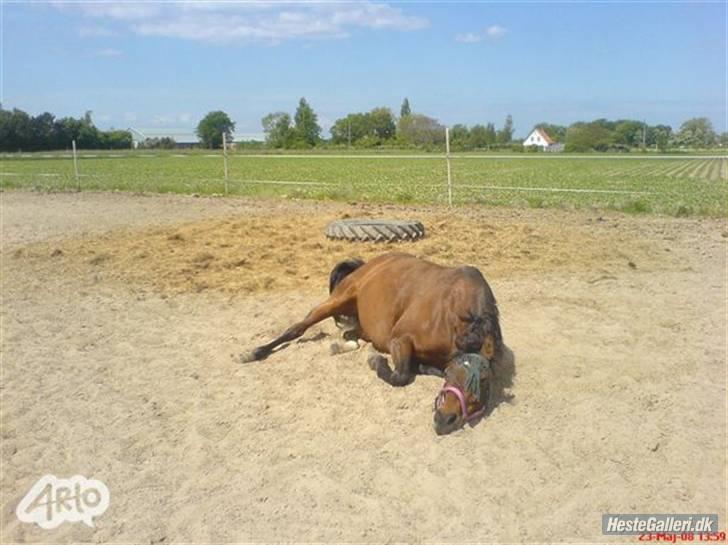 Anden særlig race Diva <3 #solgt#. - Rulle,rulle,rulle:D billede 14