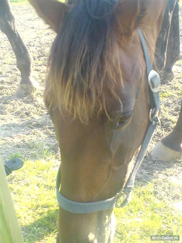 Anden særlig race Diva <3 #solgt#. - Det ALLER første billede jeg tog af hende! billede 15