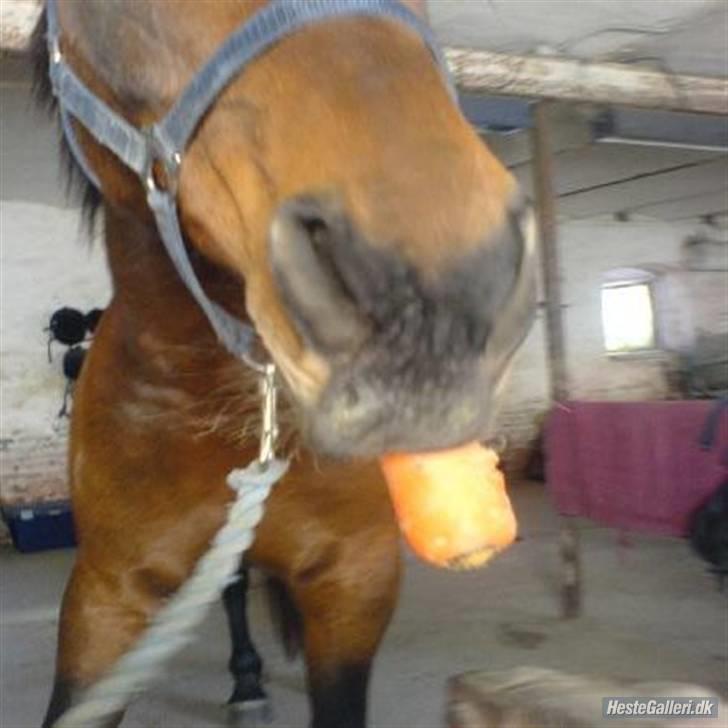 Anden særlig race Diva <3 #solgt#. - Elsker gulerødder;) billede 16