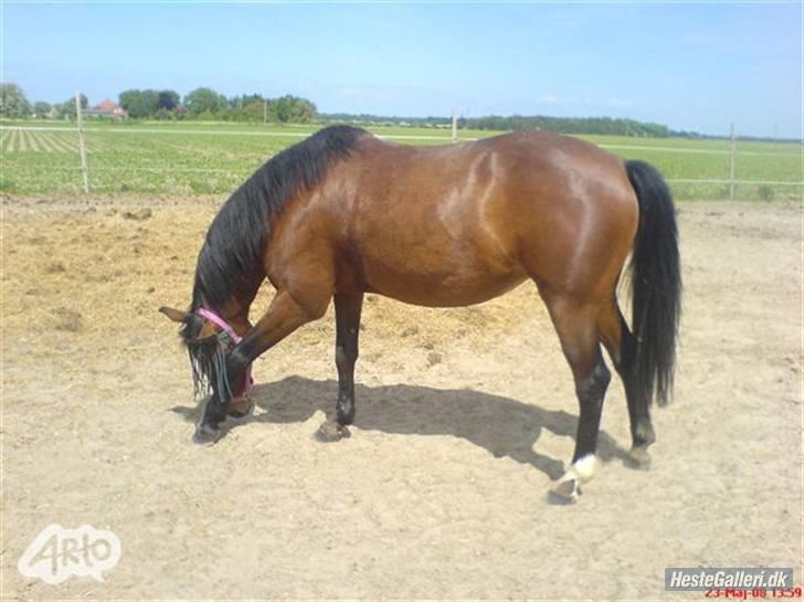 Anden særlig race Diva <3 #solgt#. - Det klør:-) billede 17